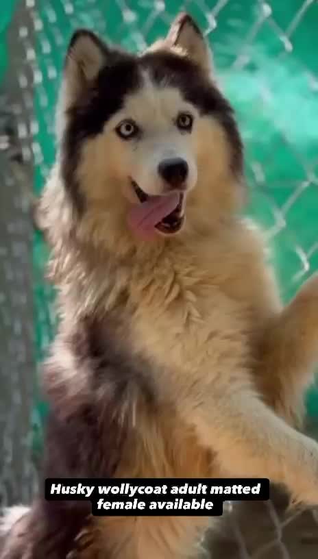 Siberian Husky Puppy | Black & White Color, farm video