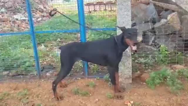 European Doberman Puppy, farm video