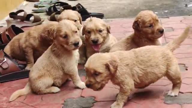 Golden Retriever, farm video