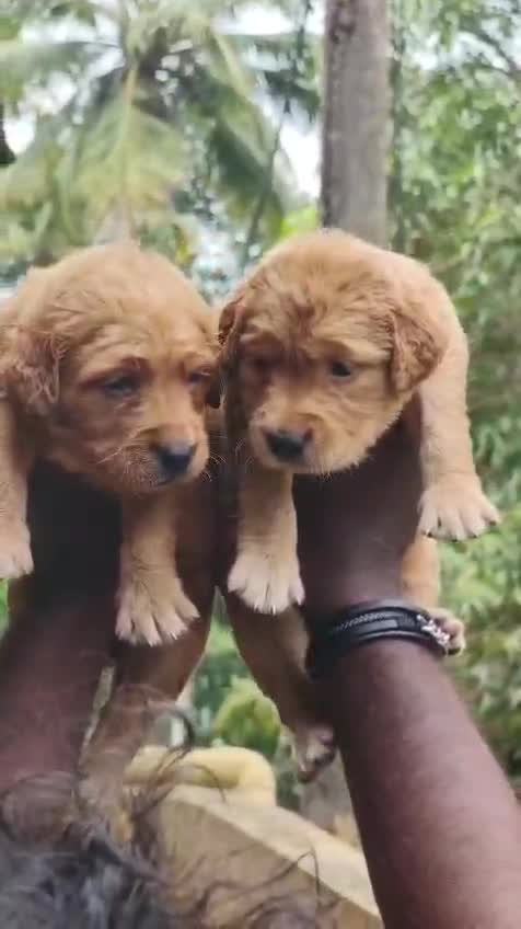 Golden Retriever, farm video