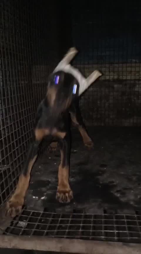 European Doberman Puppy, farm video