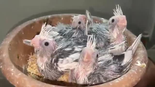 Cockatiel, farm video