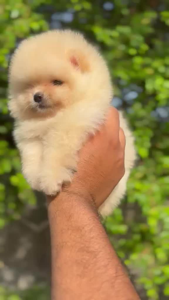 Orignal Toy Pom Puppy | Teacup Pom, farm video