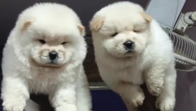 Chow Chow Puppy | Black Color, farm video