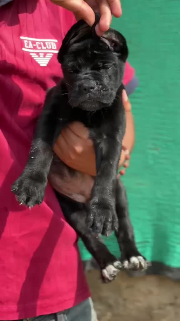 Cane Corso Puppy, farm video