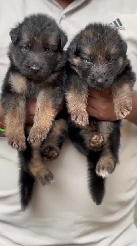 German Shepherd Puppy, farm video
