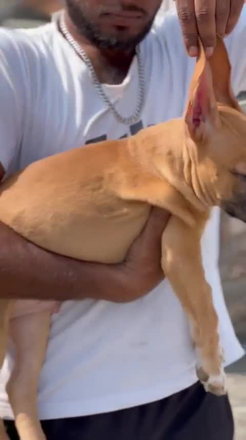 American Bully Standard Size Puppy, farm video