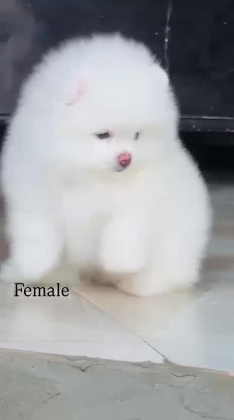 Orignal Toy Pom Puppy | Teacup Pom, farm video