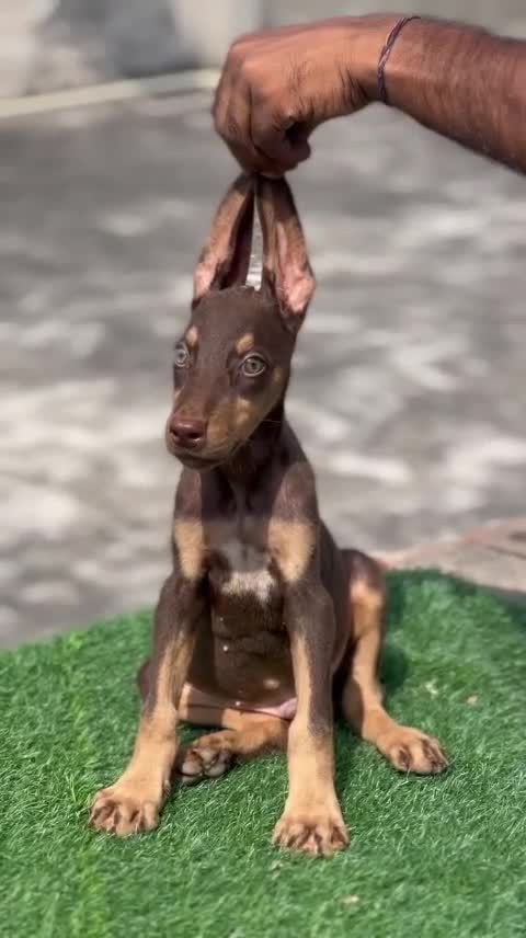European Doberman Puppy, farm video