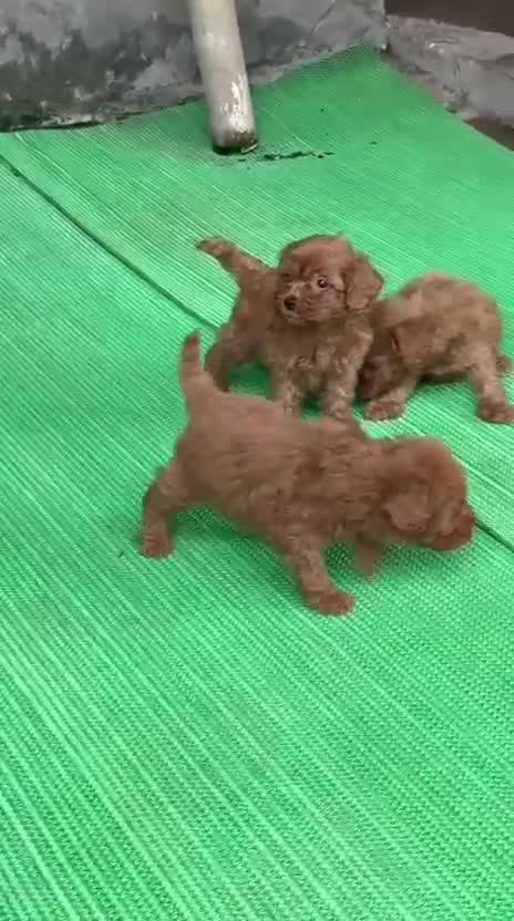 Standard Poodle Puppy, farm video