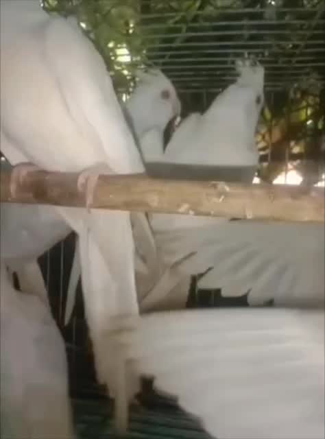 Cockatiel, farm video