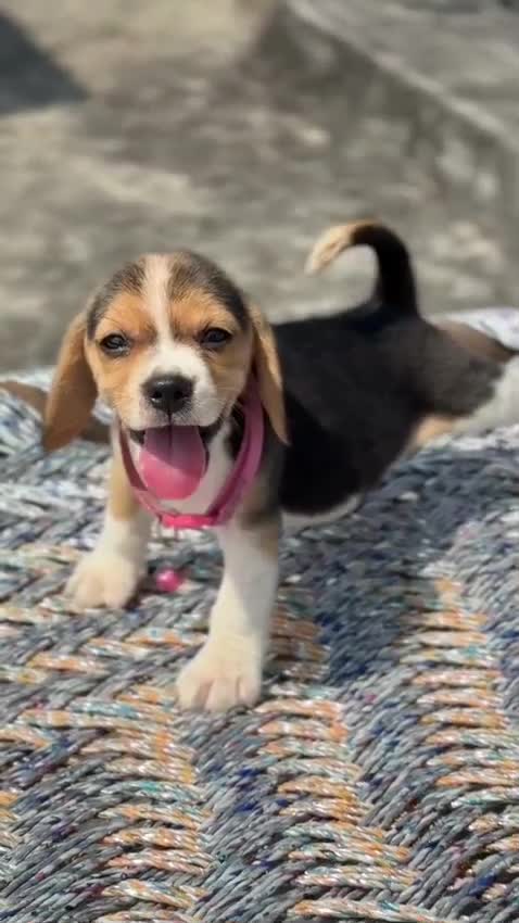 Beagle | Lemon & White | Puppy, farm video