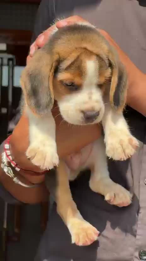 Beagle | Lemon & White | Puppy, farm video
