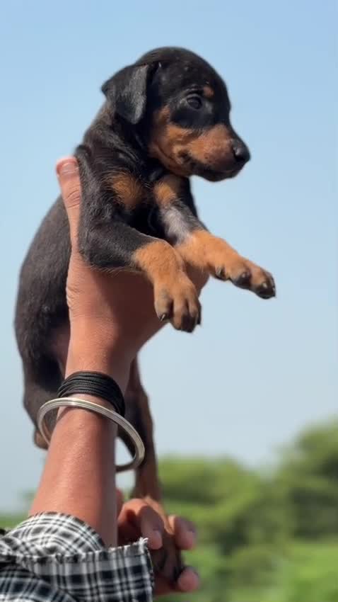 European Doberman Puppy, farm video