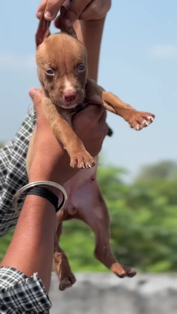 Pitbull Terrier Puppy, farm video