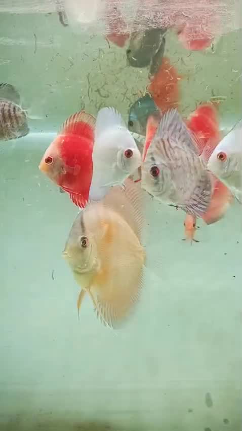 Discus, farm video