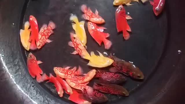 Oscar, farm video