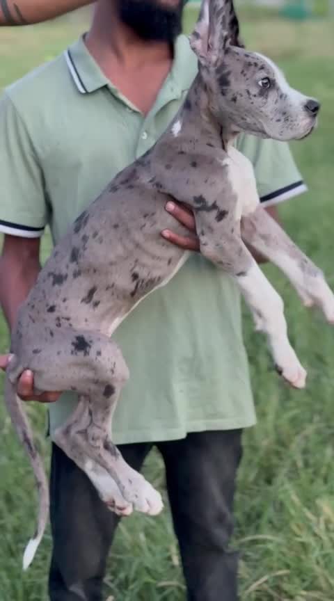 Great Dane Puppy, farm video