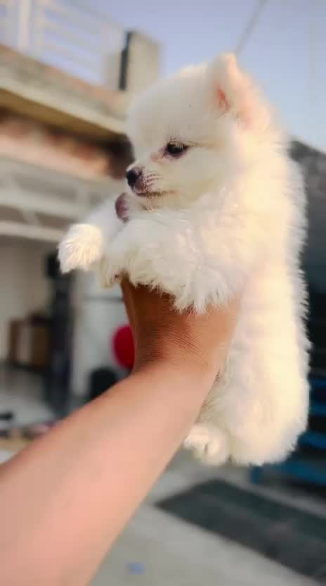 Culture Toy Pom Puppy, farm video