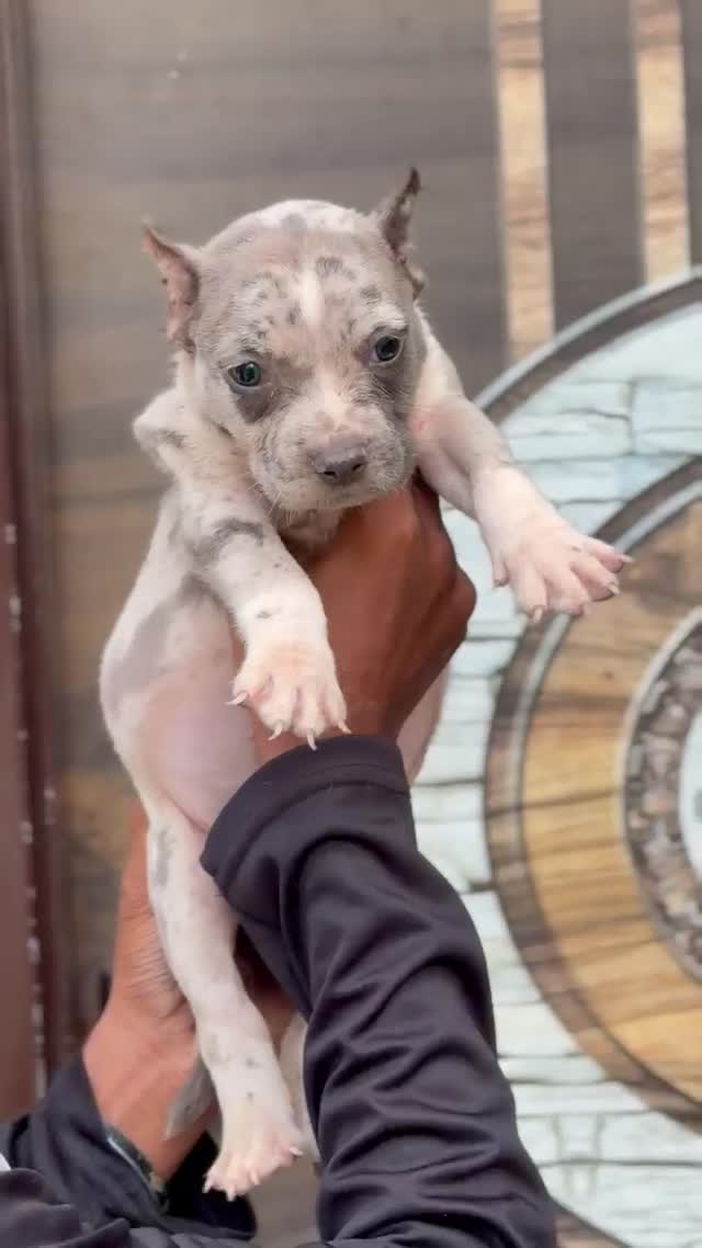 American Bully Pocket Size Puppy, farm video
