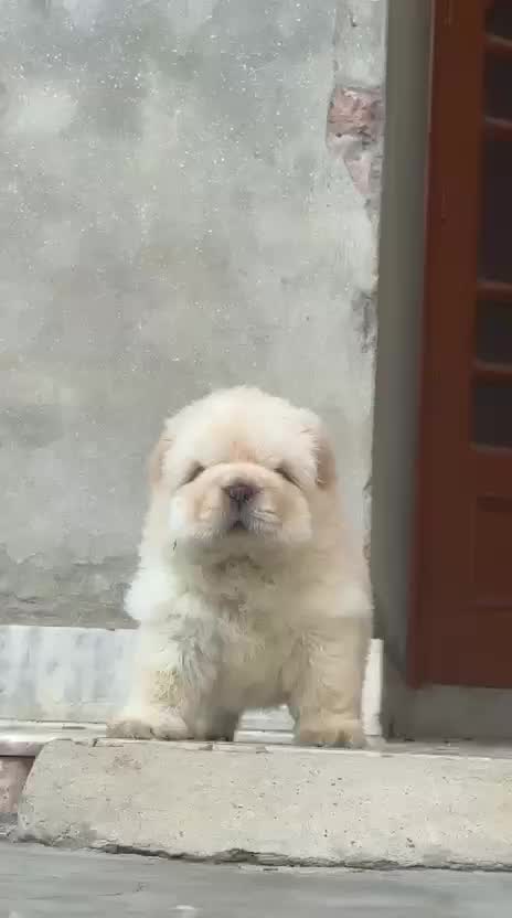 Chow Chow Puppies, farm video
