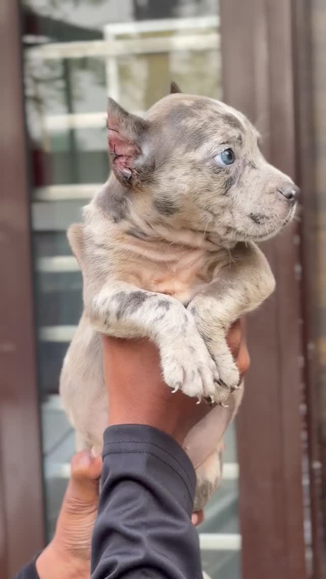 American Bully Pocket Size Puppy, farm video