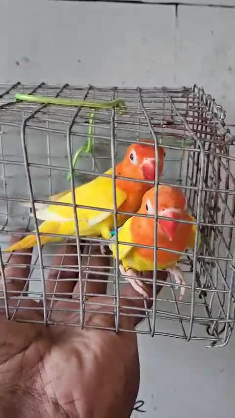 African Love Birds, farm video