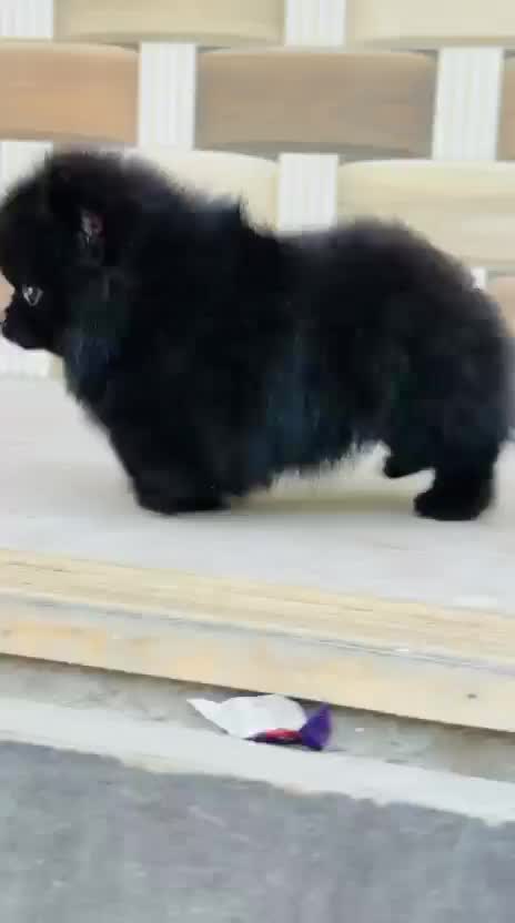 Orignal Toy Pom Puppy | Teacup Pom, farm video