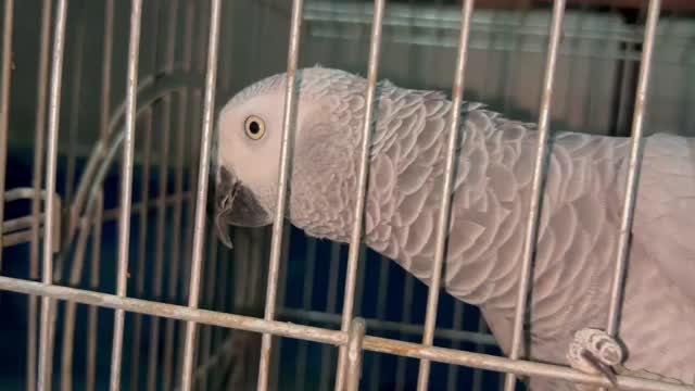 African Grey Parrot, farm video