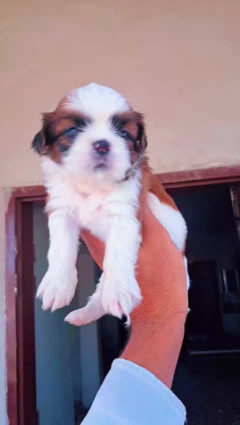 Shih Tzu Puppy Brown & Black, farm video