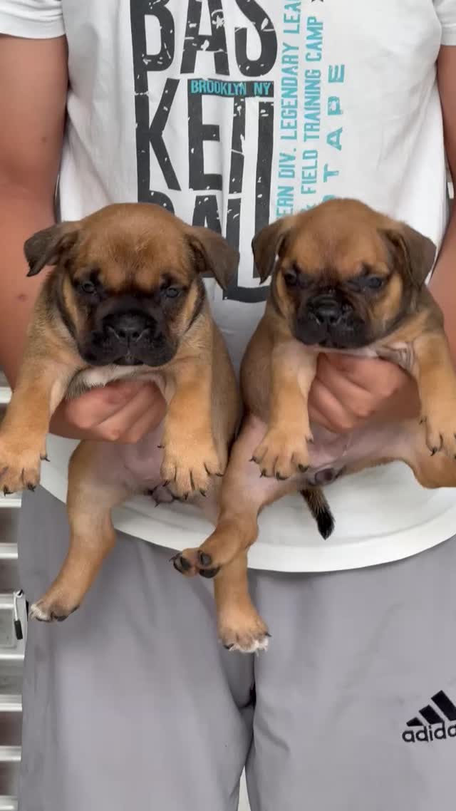 American Bully Pocket Size Puppy, farm video