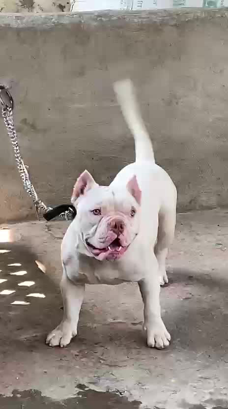 American Bully Standard Size Puppy, farm video