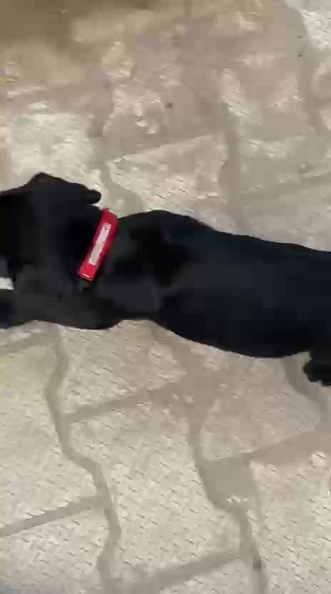 Cane Corso Puppy, farm video
