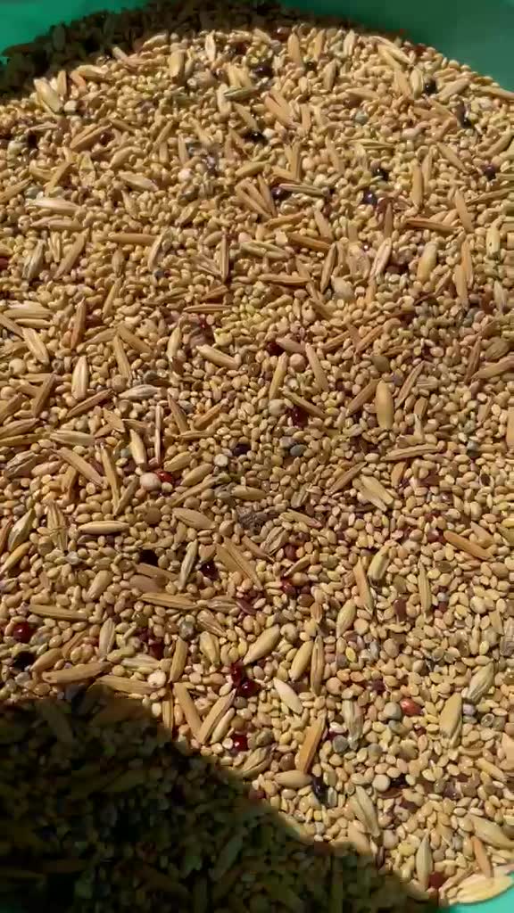 Budgies, farm video