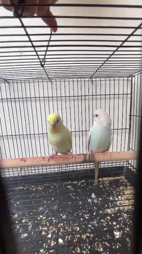 Budgies, farm video