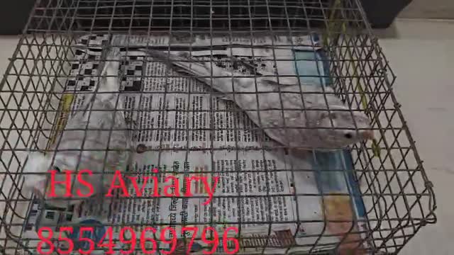 Cockatiel, farm video