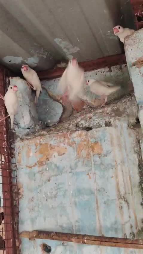 Java Sparrow, farm video