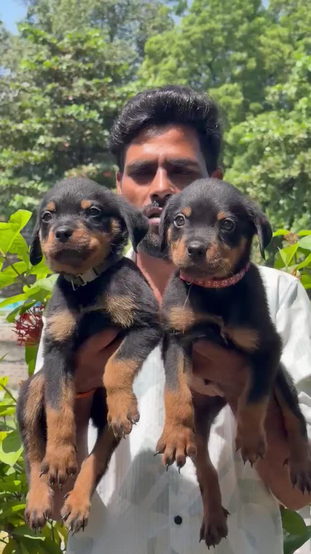 Rottweiler Puppy, farm video
