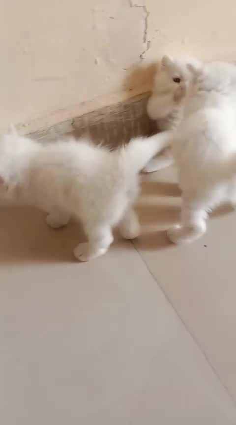 Persian Kitten (Punch Face), farm video