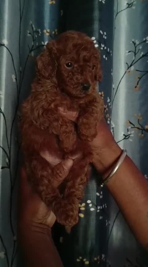 Standard Poodle Puppy, farm video