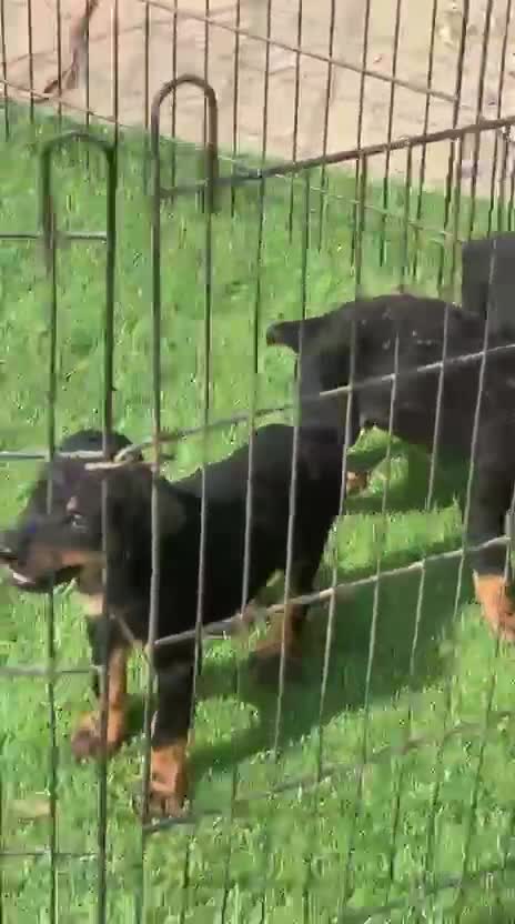 Doberman Pinscher Puppy, farm video