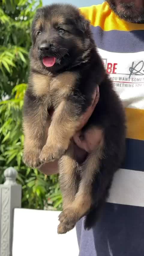 German Shepherd Puppy, farm video