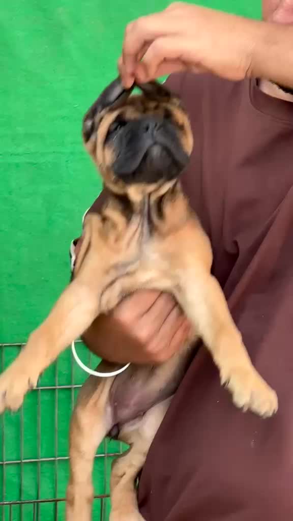 Cane Corso Puppy, farm video
