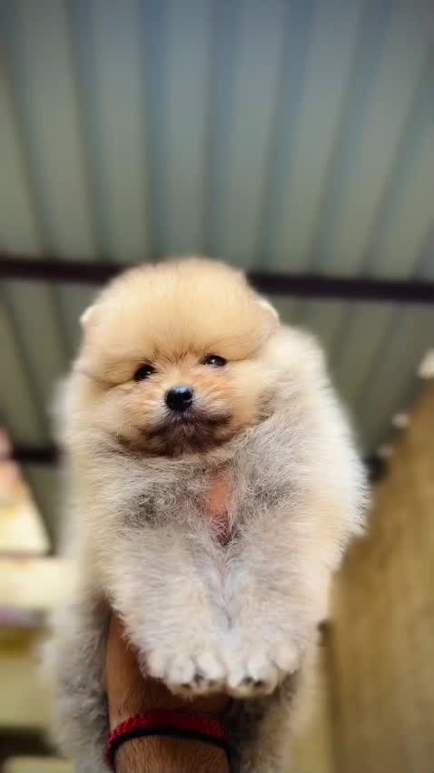 Toy Poodle Puppy, farm video