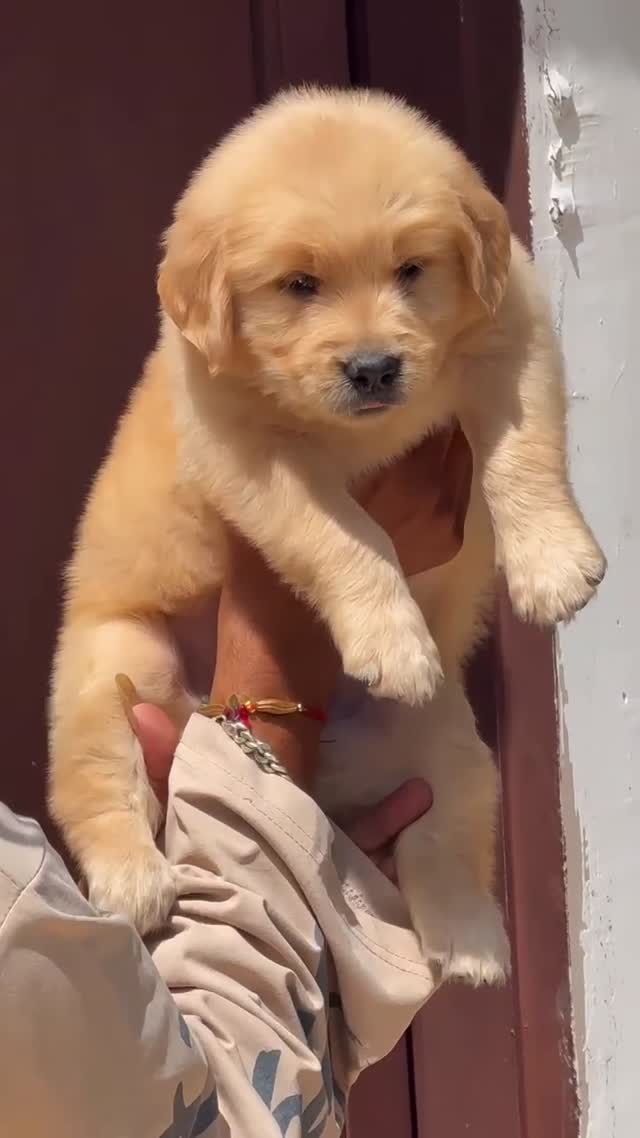 Golden Retriever, farm video