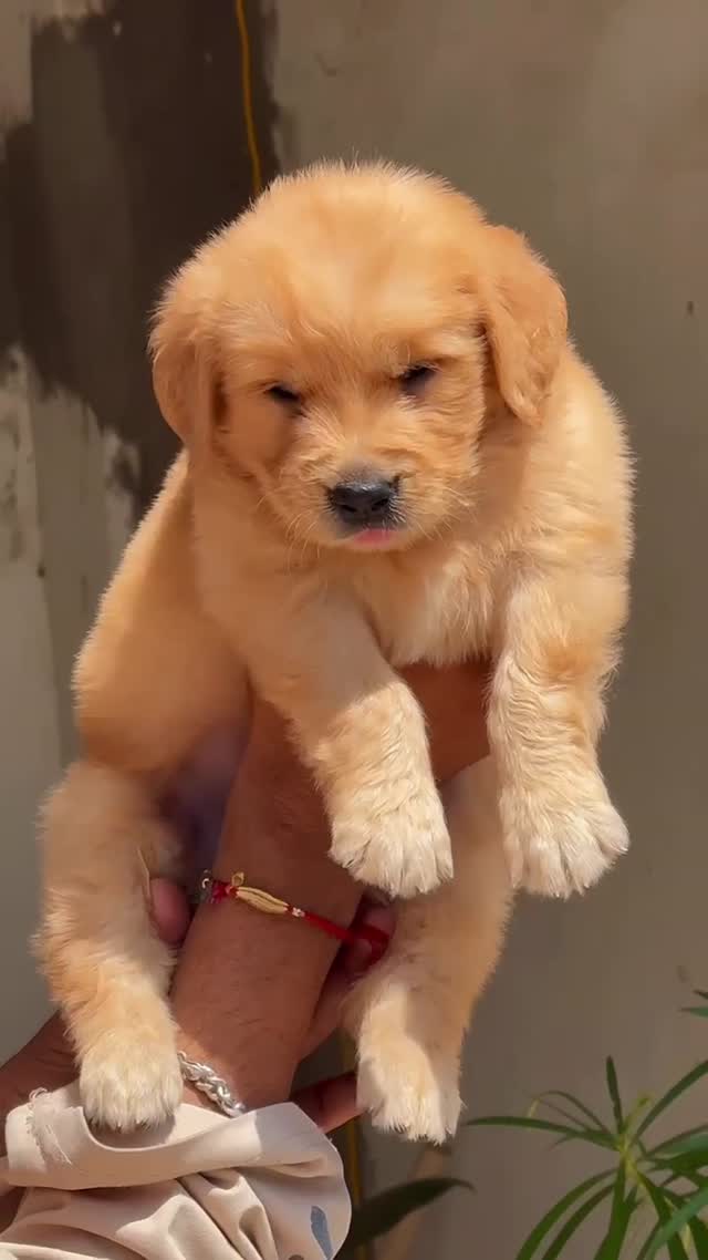 Golden Retriever, farm video