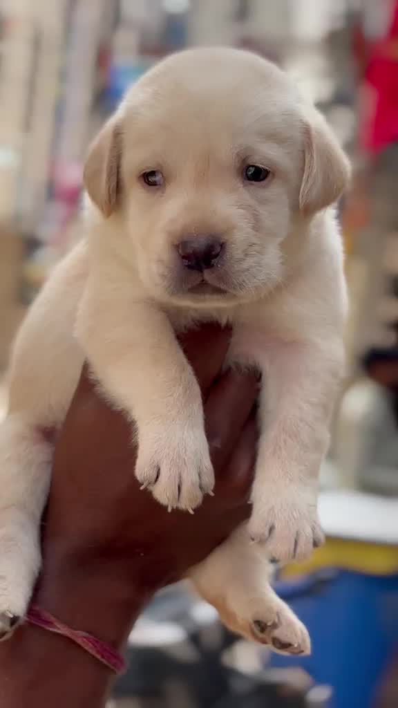 Beagle Black & Tan Puppy, farm video