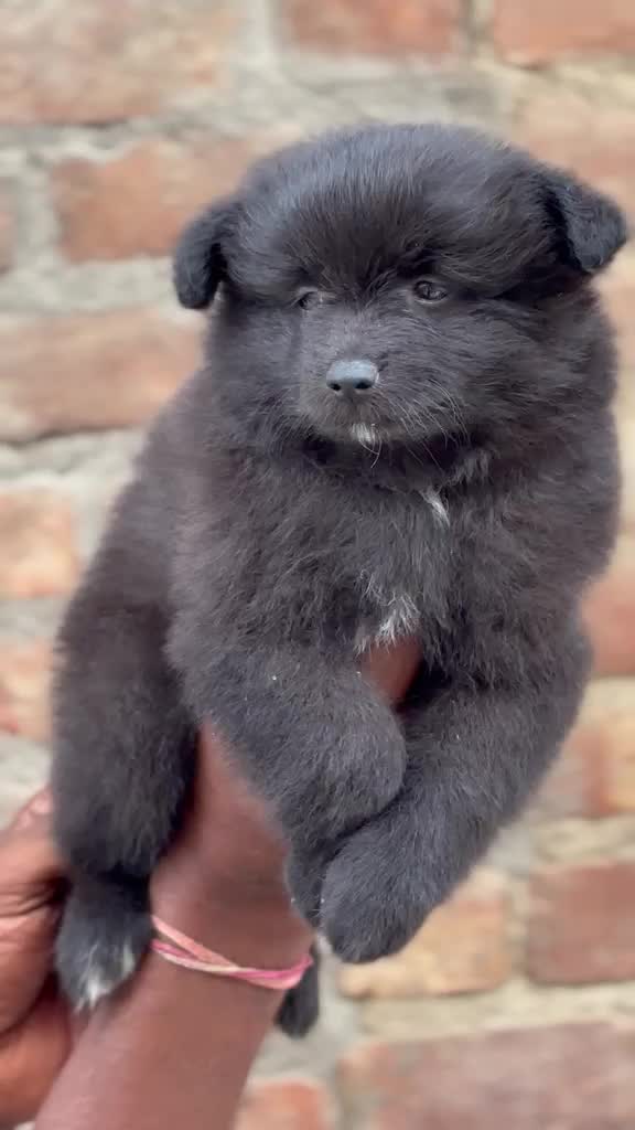 Culture Pom Puppy | White Color, farm video