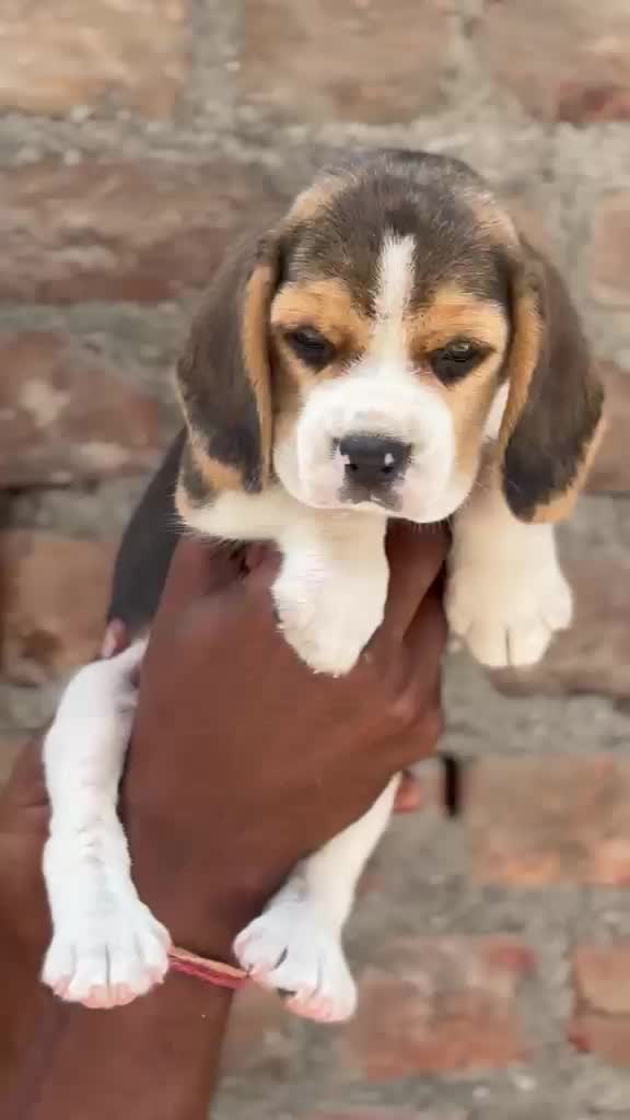 Beagle | Lemon & White | Puppy, farm video