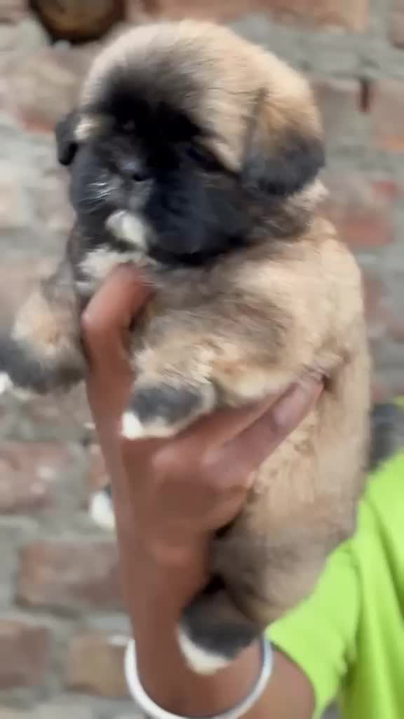 Lhasa Apso Puppies, farm video